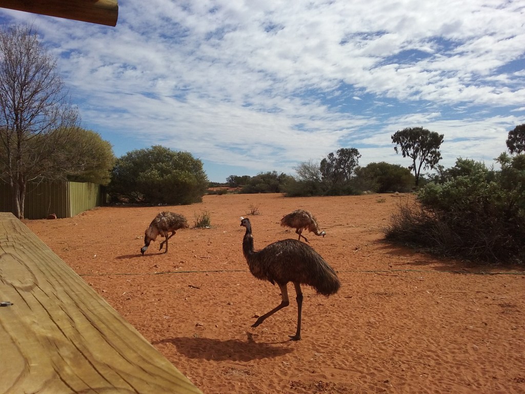 Emus... not in the wild however, in a pen at a roadside stop